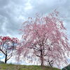 「道の駅木曽福島『一本桜』が見頃です！」