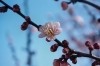 まだ蕾が多いです