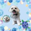 「Dog salon mofu mofu　余市町」