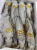 「魚魚市場鮮魚コーナーおすすめは「岩牡蠣」です♪」