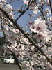 「桜満開！　ムギ社員とお花見しました。」