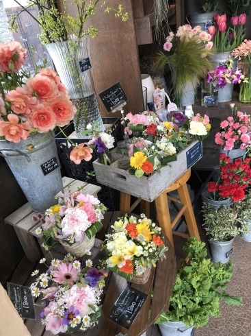 船橋店もミモザ入荷しました 船橋のお花屋さん フラワーギフトが人気 芽ぶき屋 船橋店のニュース まいぷれ 船橋市