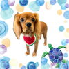 「Dog salon mofu mofu　余市町」
