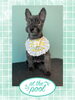 「Dog salon mofu mofu　余市町」
