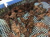 「魚魚市場鮮魚コーナーおすすめは「キハダマグロ」です♪」