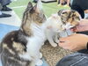 「【シルバーウィーク限定】あの「天空のねこカフェ」がやってくる🐈💕」