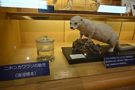 約70年ぶりの再会です「企画展「ニホンカワウソ特別展」」