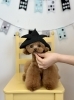 ルルちゃん「わんこと鯉のぼり🎏」