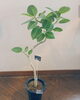 アルテシーマ「おすすめの観葉植物！シェフレラ・アルテシーマ・ベンガレンシス♪ 【越前市/花屋/生花/フラワーアレンジメント/ふるーれ・T】」