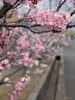 「千曲市🌸あんずの里であんずの花が満開になりました！」
