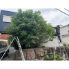 作業中!「川西市寺畑で庭木の剪定をしました!」