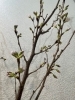 まだまだつぼみですが、すぐに開花しそうです。「Kiitos川口のフロントには春が来ました。(*^^*)」