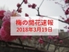 大阪 梅の開花速報をお届け 18年3月19日更新 大阪 梅の開花情報 まいぷれ 大阪市中央区