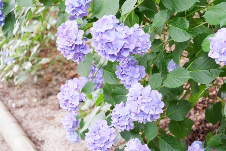 月照寺の紫陽花「ハンドクリームで手荒れ予防！！」