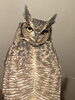 アフリカワシミミズクのKoiです「年末年始営業のご案内」