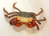 甲羅の黄色「アカテガニの♂発見！」