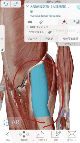 写真①大腿筋膜張筋「【股関節痛】股関節痛を解消するには？？（続）【腰痛・坐骨神経痛・整体・那須塩原・大田原】」