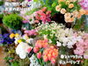 「贈り物にはお花を。魚沼市の佐藤花店さんが笑顔と想い出作りのお手伝い！」