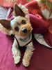 「今日は番外編。愛犬きらちゃんに自律神経を整えてもらう日」