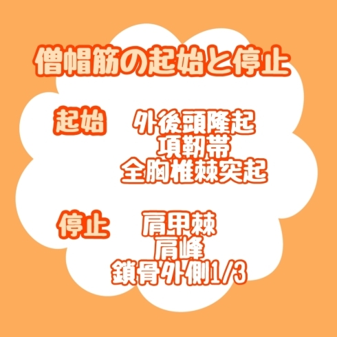 僧帽筋の起始と停止「僧帽筋」