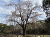 日本庭園の桜が満開です「東京ではここでしか見られない！絶滅危惧種オオアリクイ◆赤ちゃんお披露目◆行船公園自然動物園」
