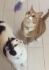夢中に遊べて嬉しいね〜素敵な猫ちゃん達です「初モミモミ! 初じゃらし! 頂きました〜」