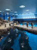 市立しものせき水族館【海響館】ペンギン「三桜電気《電化・リフォーム部　お便り其の四十》【宮崎・オール電化】」