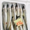 「魚魚市場鮮魚コーナーおすすめは「シビマグロ・アマダイ」です♪」