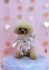 きなこちゃん「ピンクバレンタイン💝」