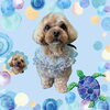 「Dog salon mofu mofu　余市町」
