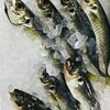 「魚魚市場鮮魚コーナーおすすめは「イサキ・ボイルシャコ」です♪」