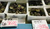 「魚魚市場鮮魚コーナーおすすめは「有頭エビ・殻付きかき・サザエ」です♪」