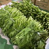 「岩手県産「芭蕉菜(ばしょうな)」の出荷が今年も始まってます！！」