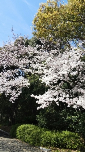 山田池公園の桜「暖かくなりましたね。そろそろご旅行の計画を。。。」