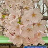 今朝の桜「Good morning Otaru! ◎ 小樽の古民家ゲストハウスより」