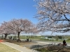 「濃いピンク色が綺麗♪ 春の柴又江戸川土手『芝桜（しばざくら）』が元気に咲いてます♪」