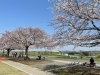 濃いピンク色が綺麗♪ 春の柴又江戸川土手『芝桜（しばざくら）』が