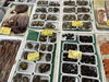 「カツオ、サヨリ、イシダイが入荷しました！」