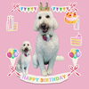 「Dog salon mofu mofu　余市町」