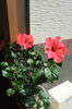 「夏の花　入居者の方の憩いの場」