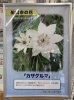 船橋の花　「カザグルマ」「全国都市緑化ふなばしフェア 花壇コンテスト入賞作品が船橋市役所で展示」