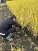 「この季節ならでは…稲刈り作業！！」