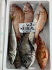 「本日鮮魚入荷致しました」