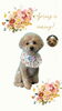 「Dog salon mofu mofu　余市町」