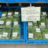 「地元産 山菜入荷しました！農産物直売所」