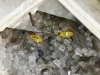 「魚魚市場鮮魚コーナーおすすめは「鯛」です♪」