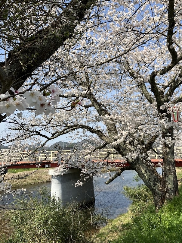 法勝寺川桜並木  南部町