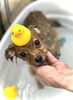 ナギちゃん　ナノマイクロバブルで温浴中♨️「波とわんこ＆はじめまして」
