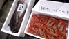 「うまぁ～い魚を食べに来い〜♫」