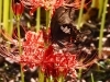 彼岸花「お彼岸」